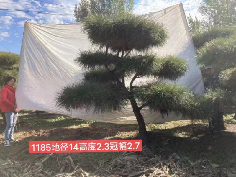 精品黑松，工程苗量大。老板需要的看过来
