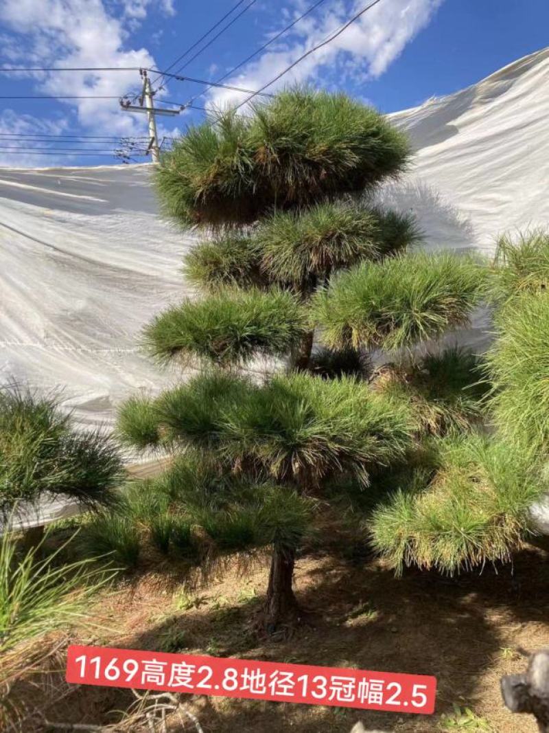 精品黑松，工程苗量大。老板需要的看过来