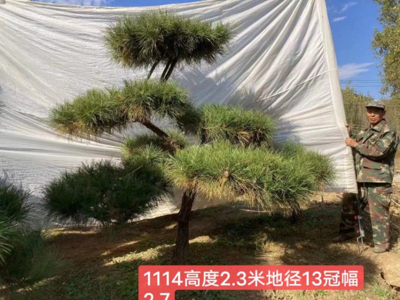 精品黑松，工程苗量大。老板需要的看过来