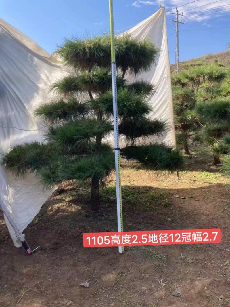 精品黑松，工程苗量大。老板需要的看过来