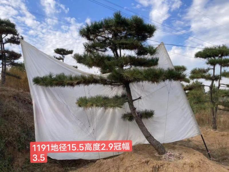 精品黑松，工程苗量大。老板需要的看过来