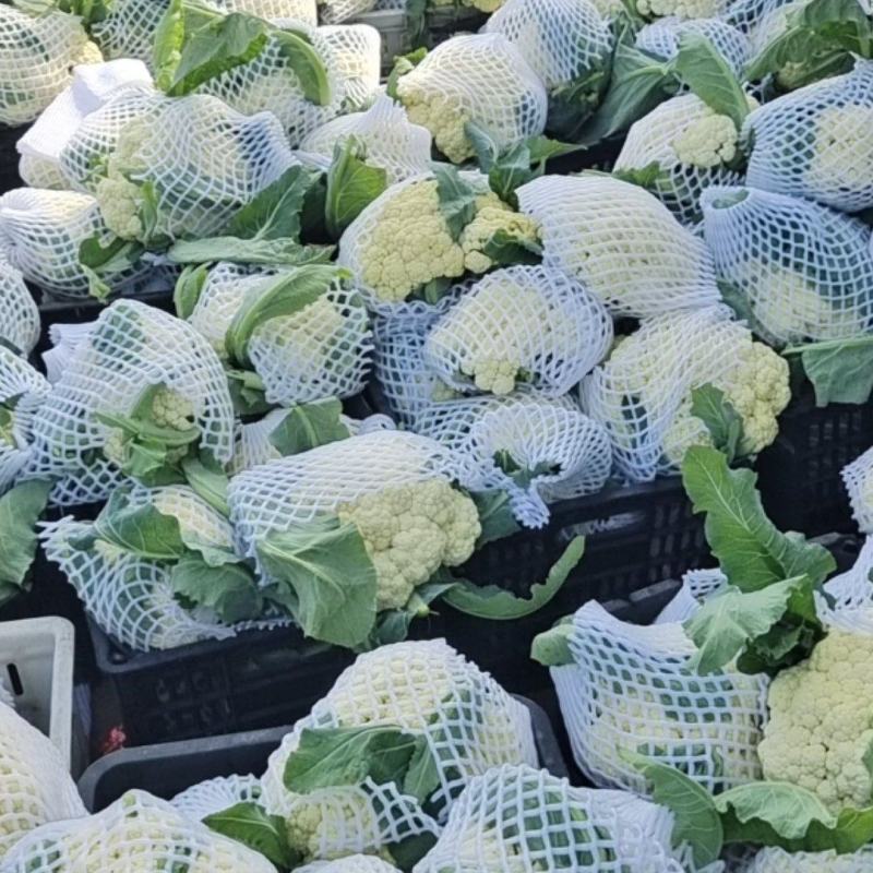 产地直发花菜儿菜大白菜包菜西芹尖椒