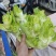 产地直发花菜儿菜大白菜包菜西芹尖椒