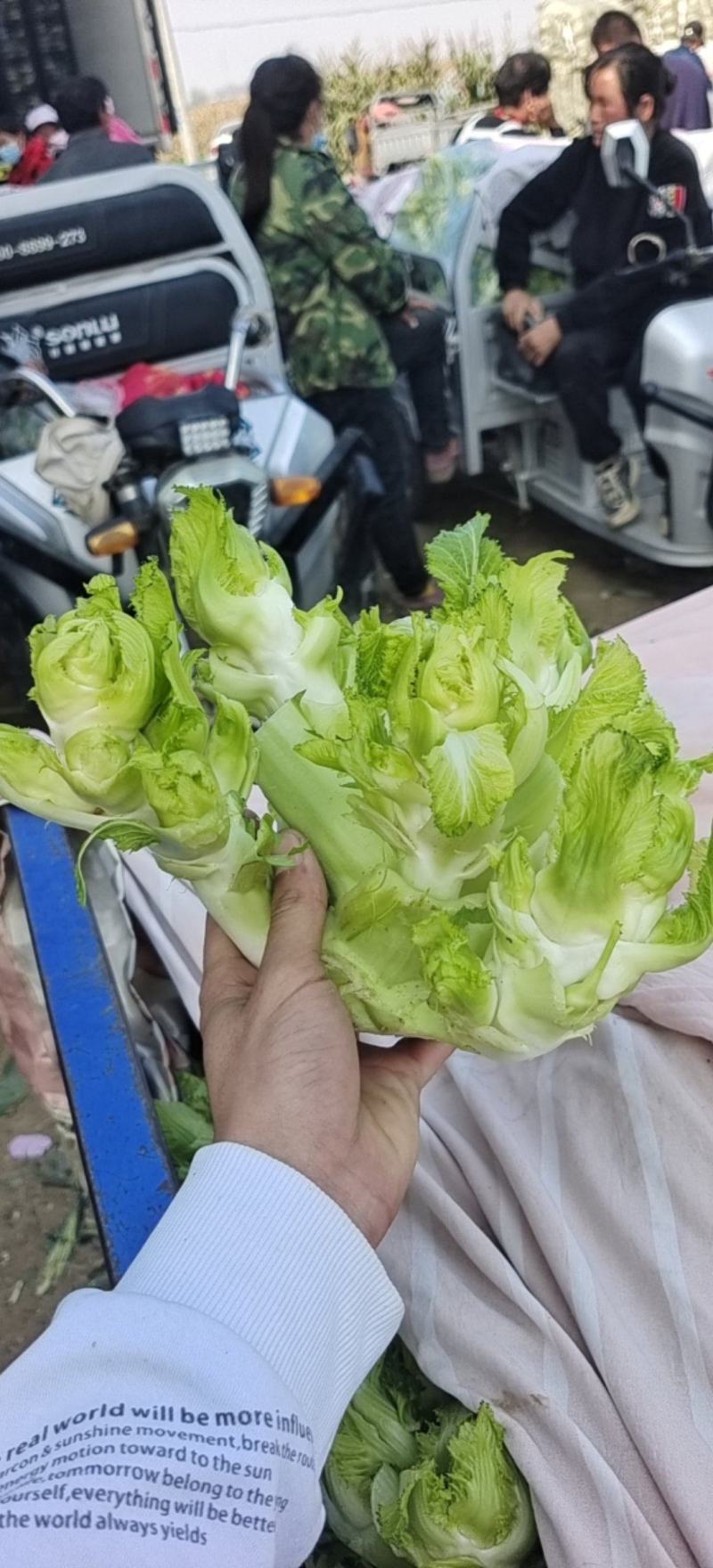 产地直发花菜儿菜大白菜包菜西芹尖椒