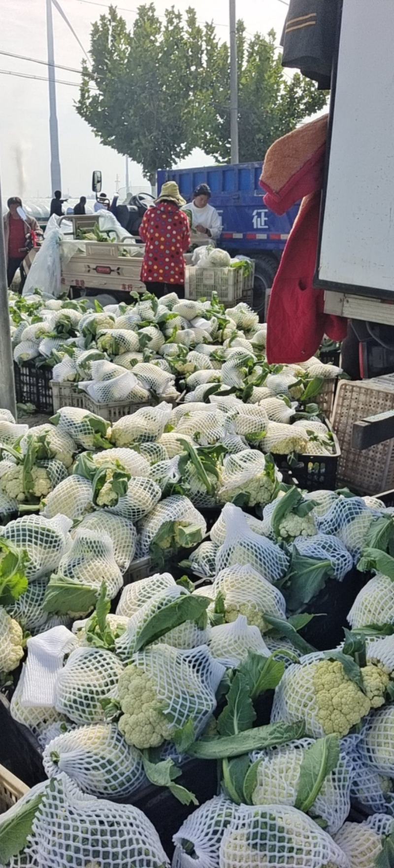 产地直发花菜儿菜大白菜包菜西芹尖椒