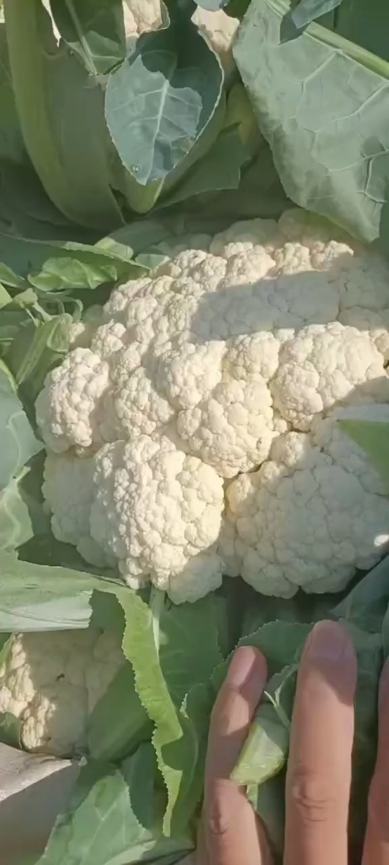 精品有机花万亩基地，质量好价格优。。。。