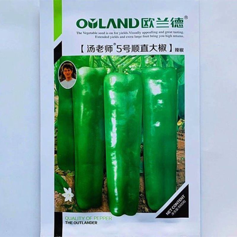 欧兰德汤老师5号顺直大椒辣椒种子高产微辣马嘴大果粗泡椒