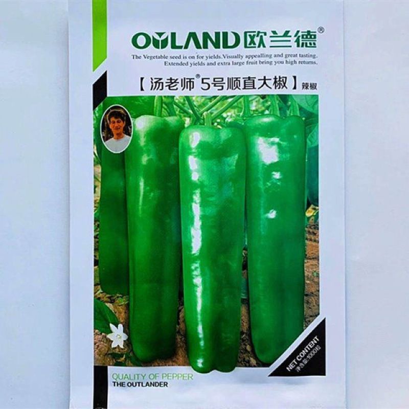 欧兰德汤老师5号顺直大椒辣椒种子高产微辣马嘴大果粗泡椒