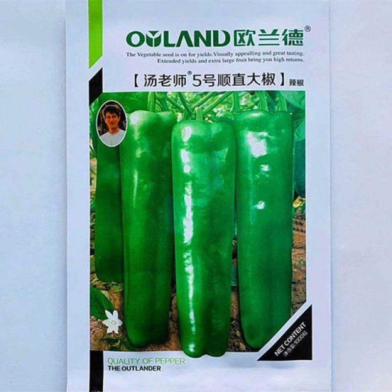 欧兰德汤老师5号顺直大椒辣椒种子高产微辣马嘴大果粗泡椒
