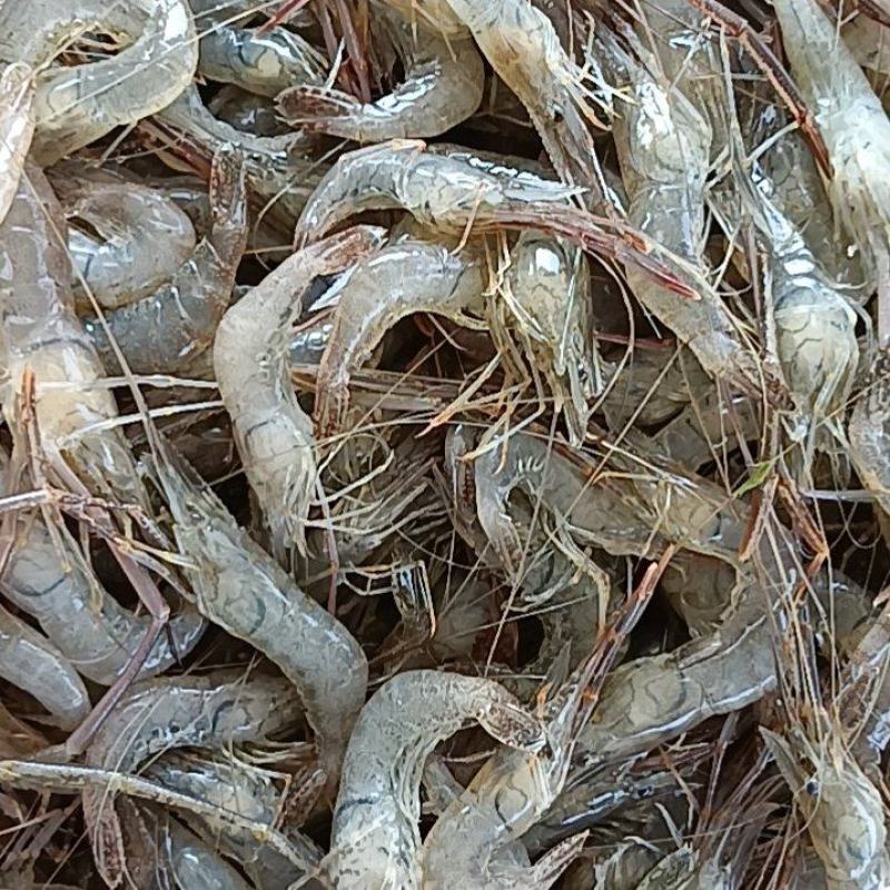 河虾草虾青虾
