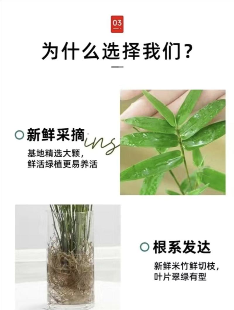 小叶米竹凤尾竹观赏竹盆栽水培植物四季好养常绿客厅室内茶台