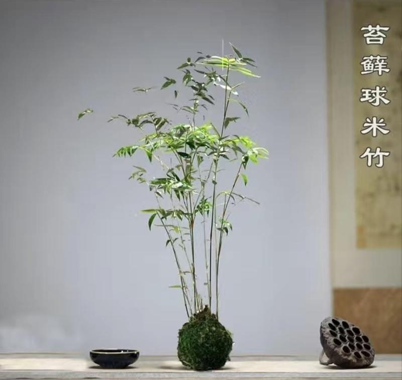 小叶米竹凤尾竹观赏竹盆栽水培植物四季好养常绿客厅室内茶台