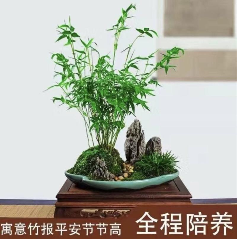 小叶米竹凤尾竹观赏竹盆栽水培植物四季好养常绿客厅室内茶台