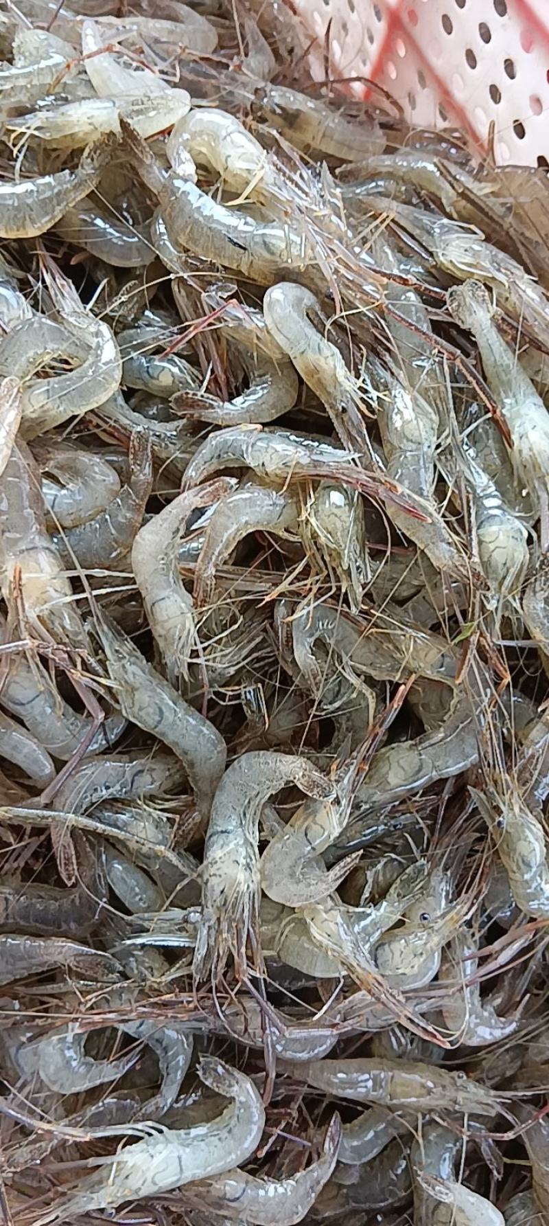 河虾草虾青虾