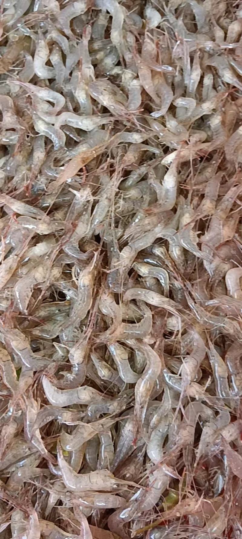 河虾草虾青虾