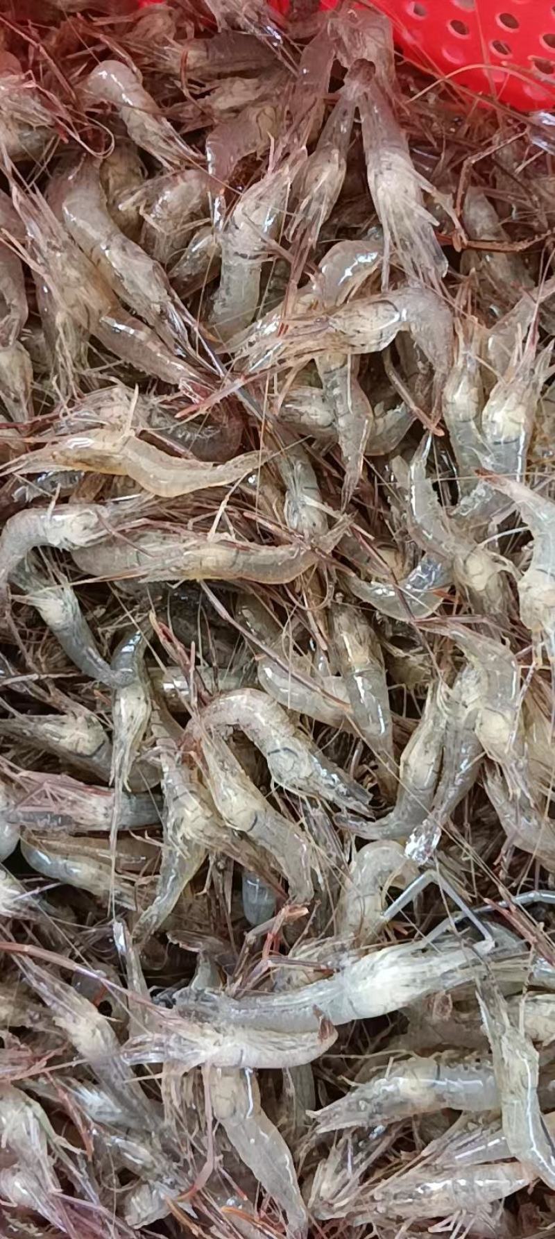 河虾草虾青虾