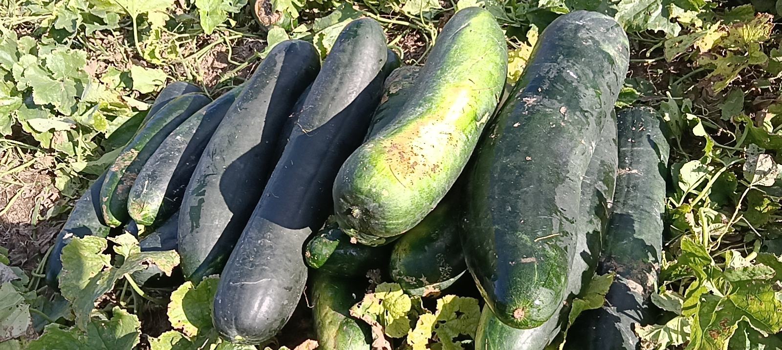 一碗热腾腾的冬瓜绿豆汤,汤色清澈,冬瓜晶莹剔透,绿豆软糯 冬瓜绿豆汤成品图