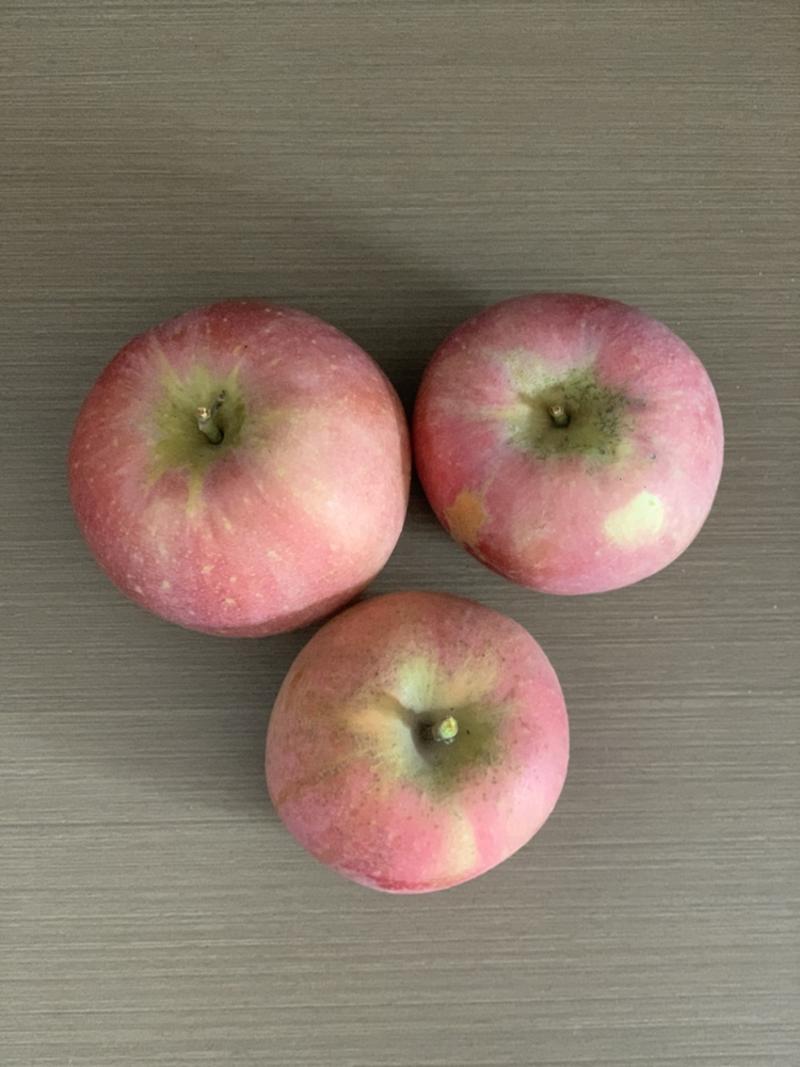 河北膜袋烟富8苹果，红富士苹果，冰糖汁苹果一件代发