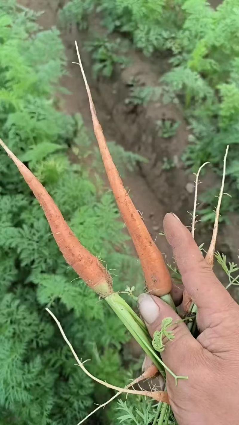 【精品】三红胡萝卜开封萝卜产地货源量大从优