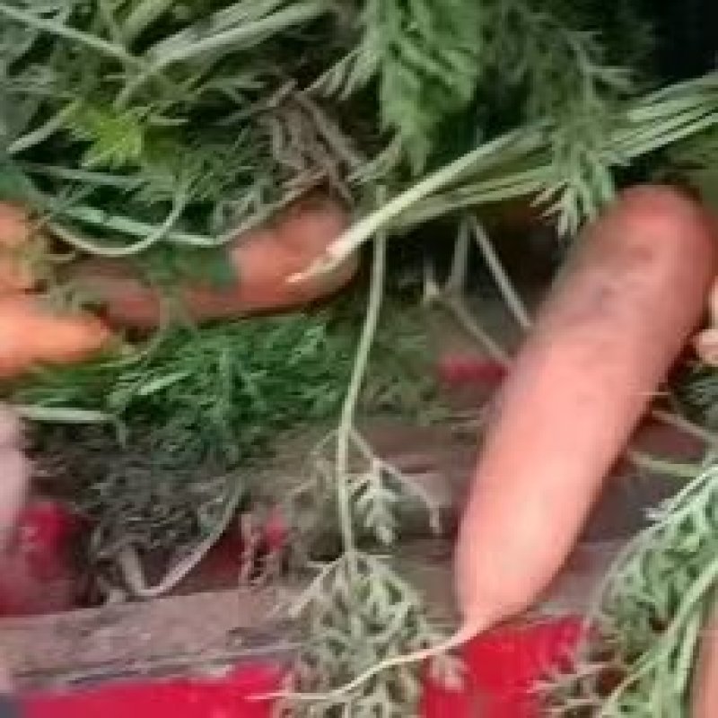 【精品】三红胡萝卜开封萝卜产地货源量大从优