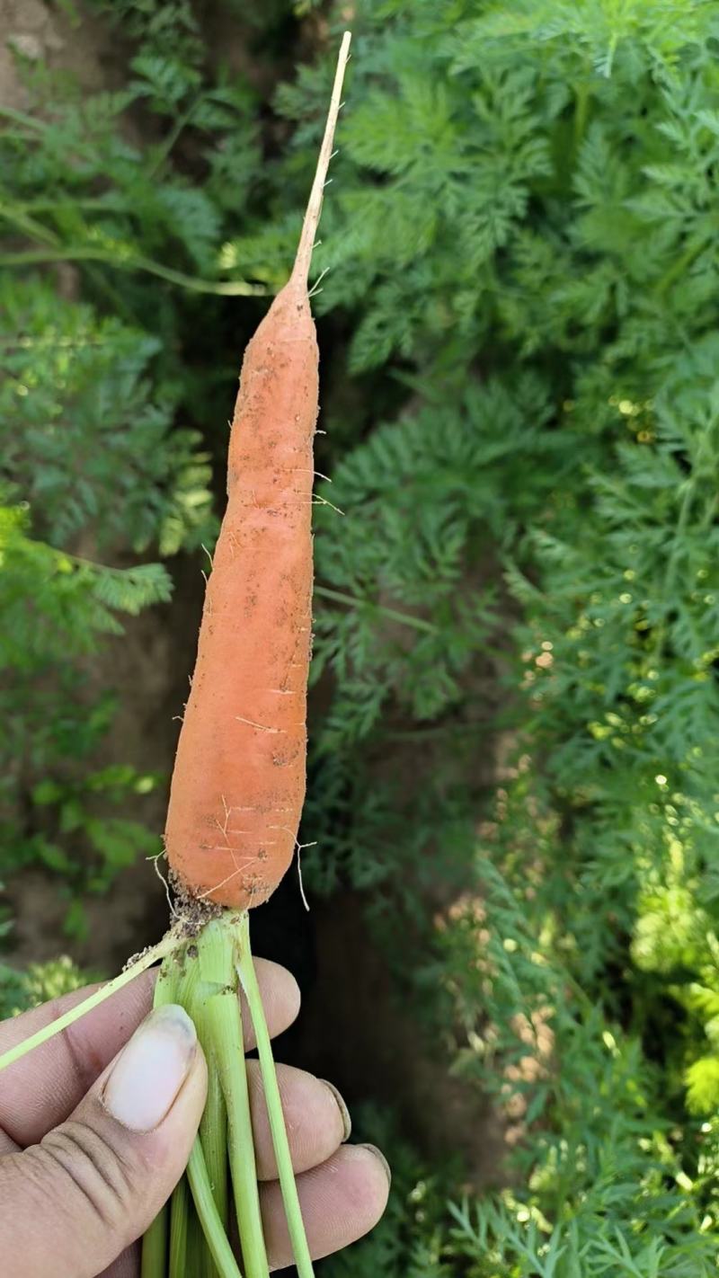 【精品】三红胡萝卜开封萝卜产地货源量大从优