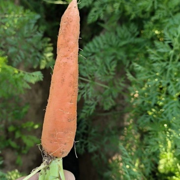 【精品】三红胡萝卜开封萝卜产地货源量大从优
