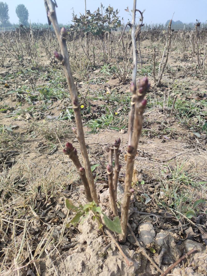 山东菏泽牡丹芍药大量供货诚信经营欢迎来电咨询