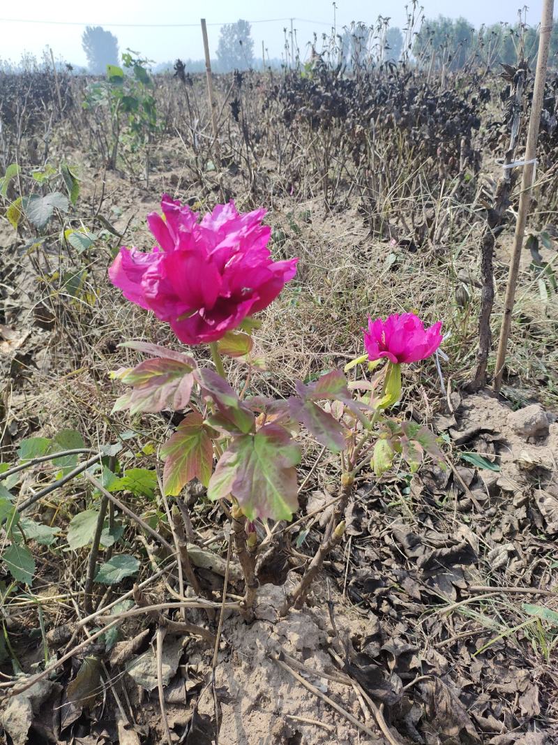 山东菏泽牡丹芍药大量供货诚信经营欢迎来电咨询