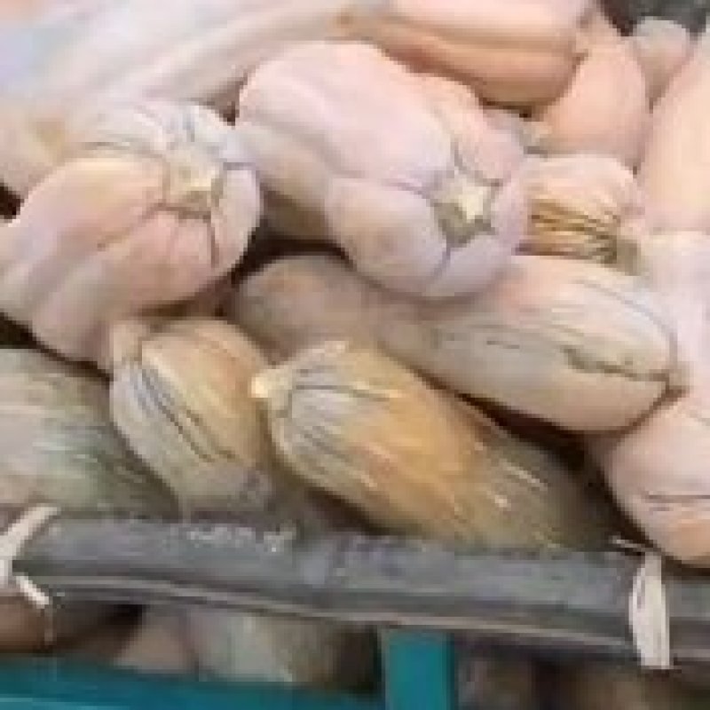 全黄密本南瓜大量供应欢迎联系，诚信经营互惠互利