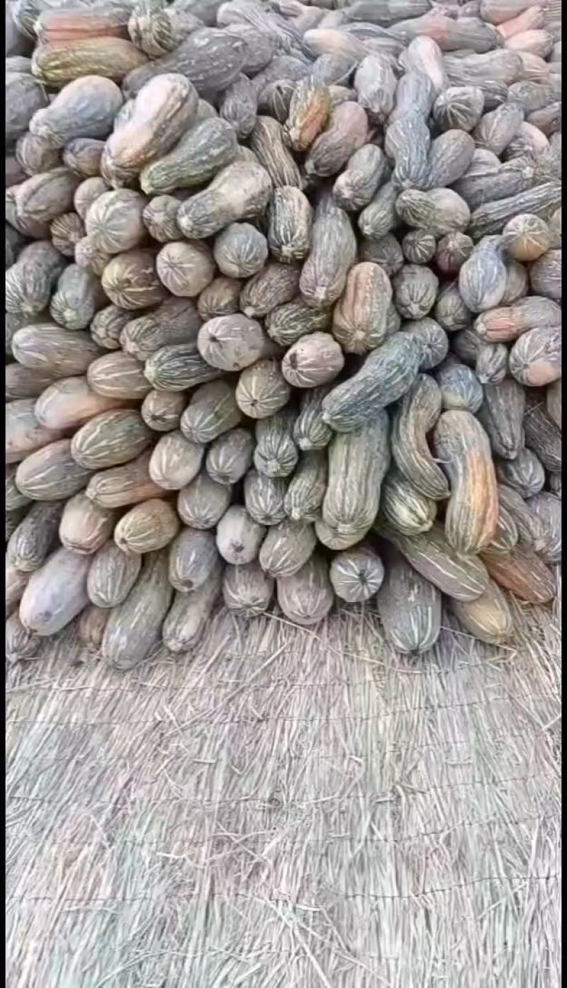 养殖南瓜，八成黄以上密本南瓜，大量供应，