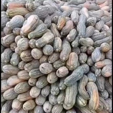 养殖南瓜，八成黄以上密本南瓜，大量供应，