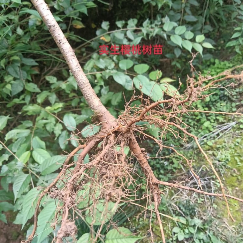 一手货源，产地直发，全国包邮。根系好苗鲜，现挖现发。