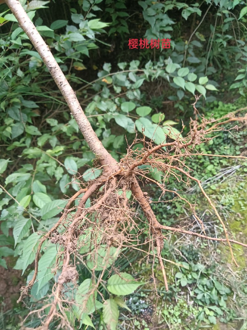 一手货源，产地直发，全国包邮。根系好苗鲜，现挖现发。