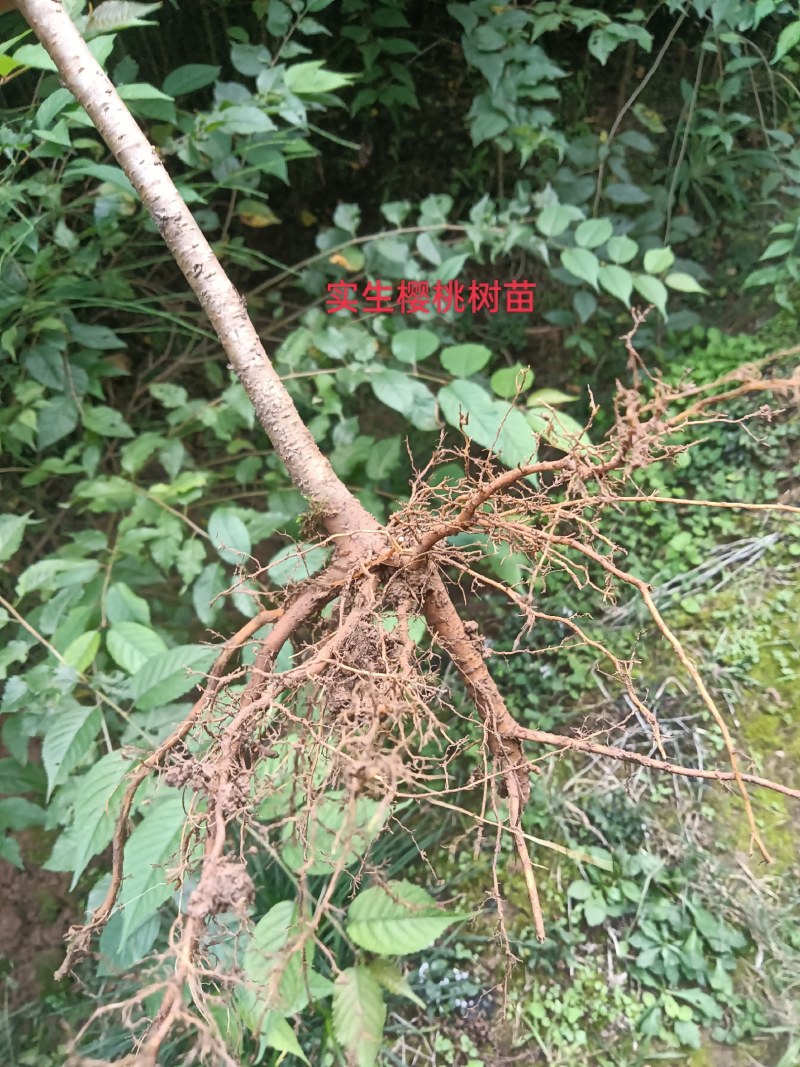 一手货源，产地直发，全国包邮。根系好苗鲜，现挖现发。