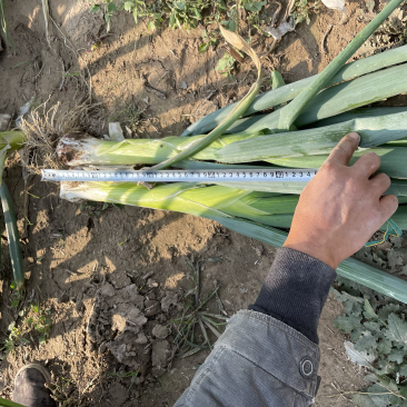自己种植百亩大葱鸡腿大葱
