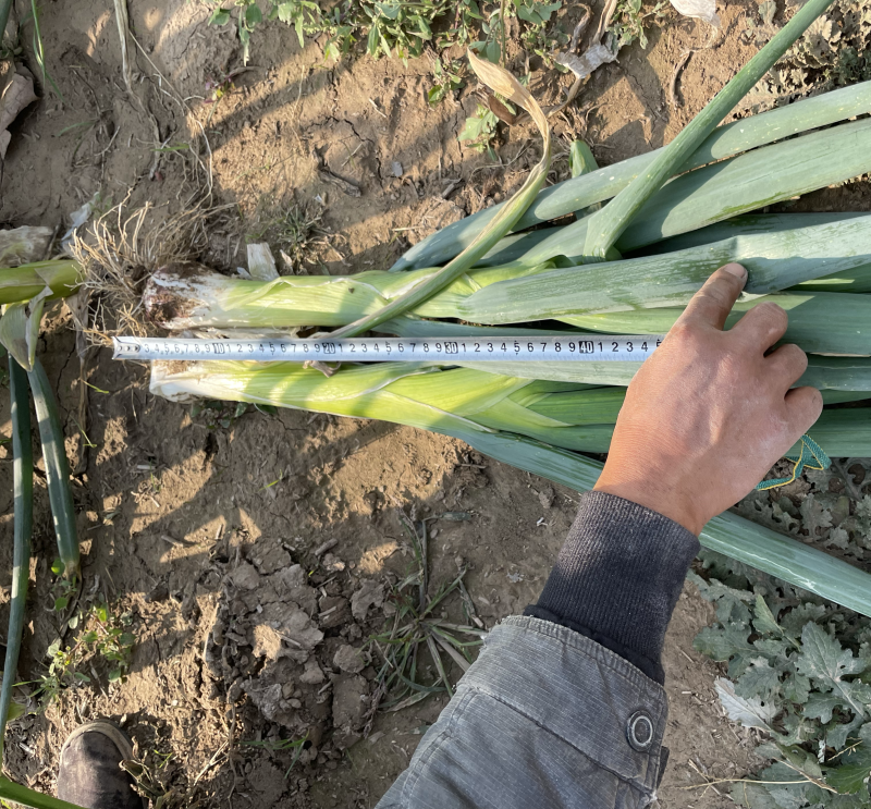 自己种植百亩大葱鸡腿大葱