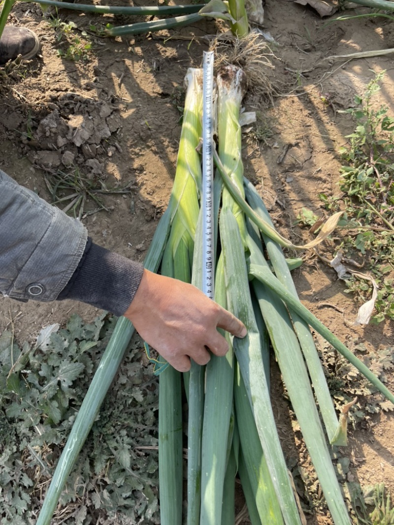 自己种植百亩大葱鸡腿大葱