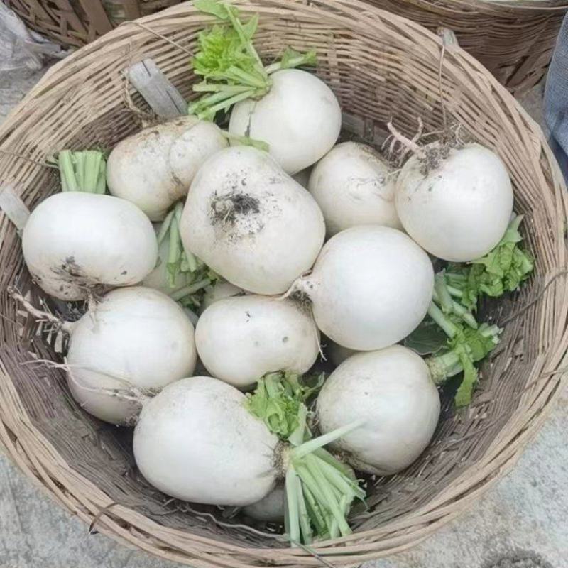 品质好圆萝卜1.2不议价不议价可拿去加工水洗！每天10吨