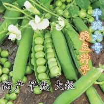 高产早熟中豌6号豌豆种子水果甜豌豆籽矮杆无架豌豆尖豌豆苗