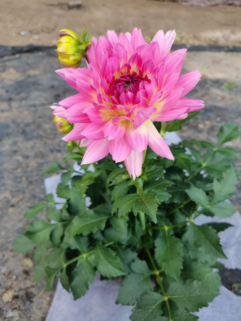 大丽花，小丽花，150盆，室内观赏，庭院栽种，绿化工程