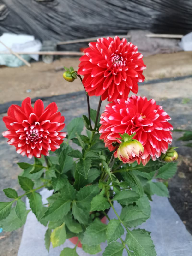 大丽花，小丽花，150盆，室内观赏，庭院栽种，绿化工程