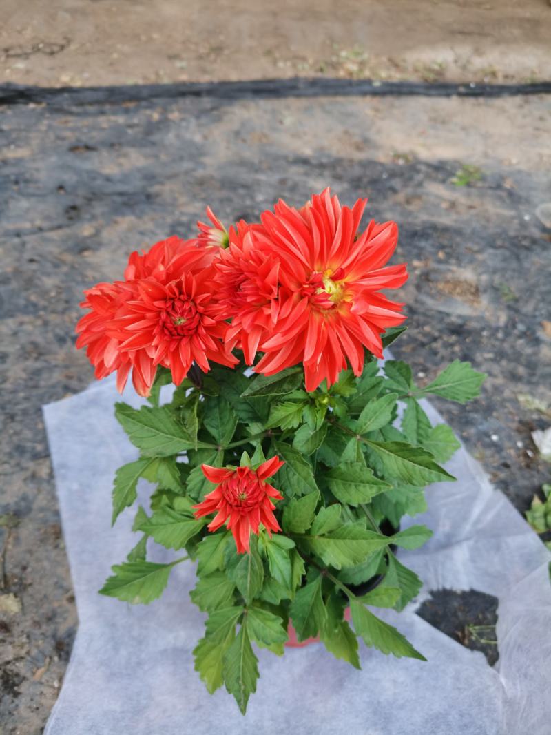 大丽花，小丽花，150盆，室内观赏，庭院栽种，绿化工程