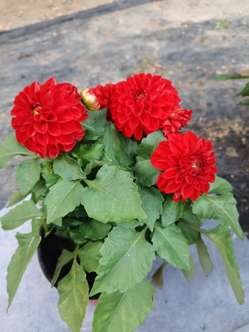 大丽花，小丽花，150盆，室内观赏，庭院栽种，绿化工程