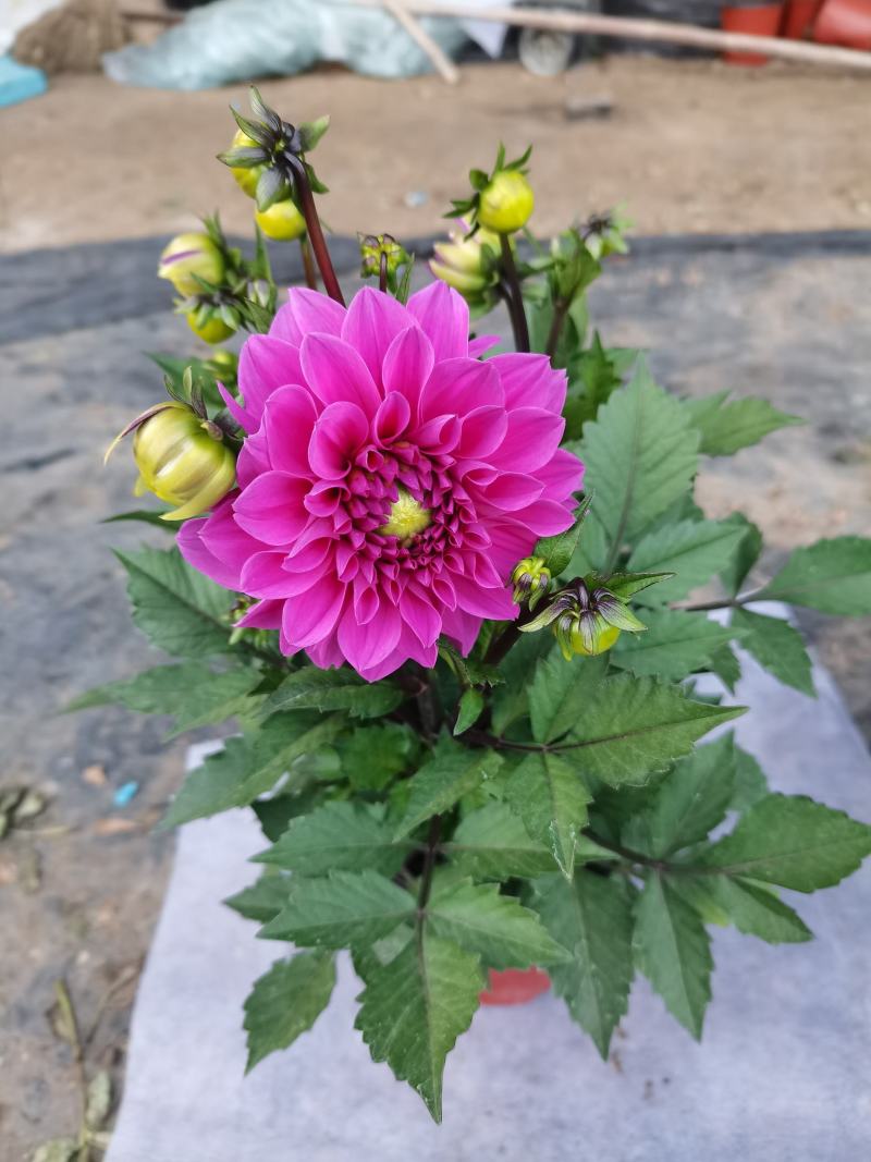 大丽花，小丽花，150盆，室内观赏，庭院栽种，绿化工程