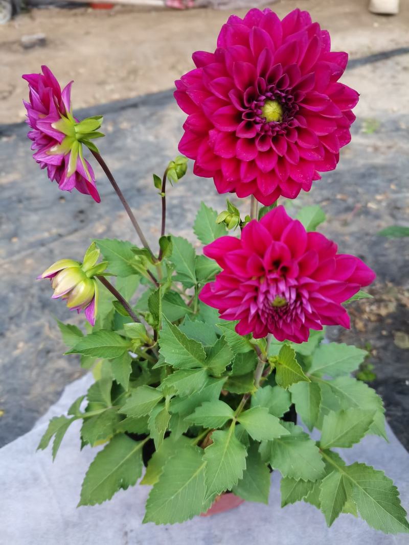 大丽花，小丽花，150盆，室内观赏，庭院栽种，绿化工程