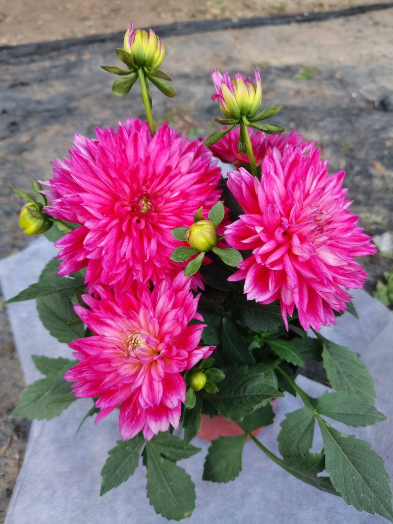 大丽花，小丽花，150盆，室内观赏，庭院栽种，绿化工程