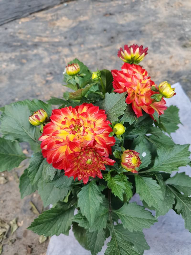 大丽花，小丽花，150盆，室内观赏，庭院栽种，绿化工程