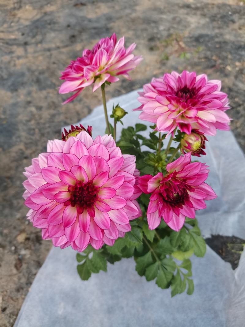 大丽花，小丽花，150盆，室内观赏，庭院栽种，绿化工程