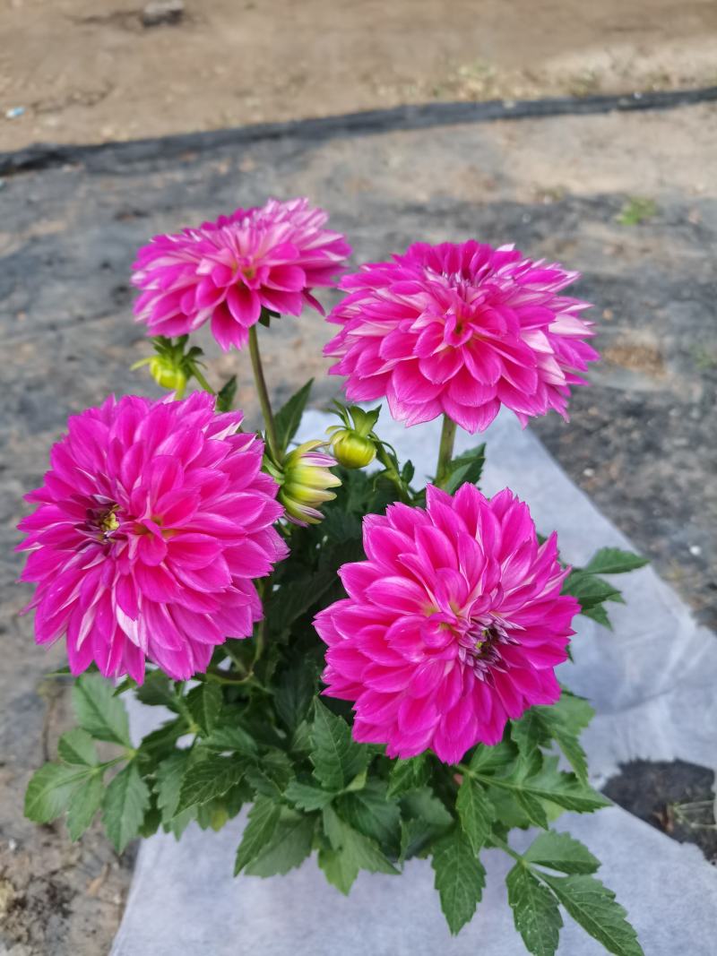大丽花，小丽花，150盆，室内观赏，庭院栽种，绿化工程