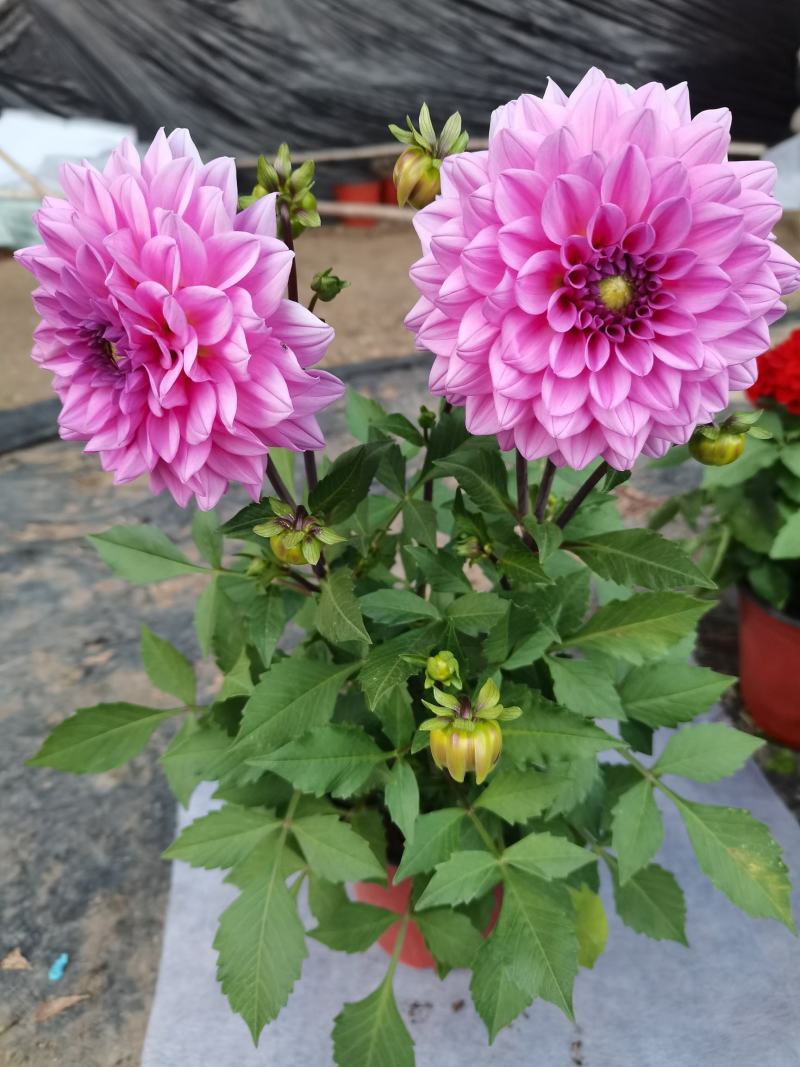 大丽花，小丽花，150盆，室内观赏，庭院栽种，绿化工程